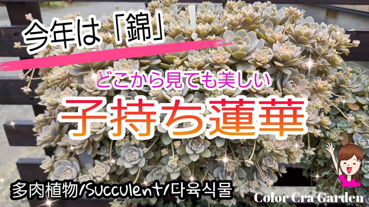 多肉植物】今年は「錦」❕ 子持ち蓮華が美しい動画♡ - YouTube