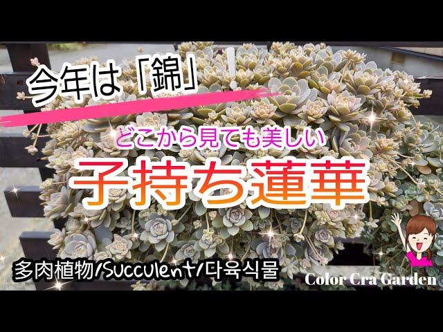 多肉植物 子持ち蓮華錦 株分け＊根付き◇B 子持ち蓮華錦 斑入り子持ち蓮華 ピンクに紅葉 多肉