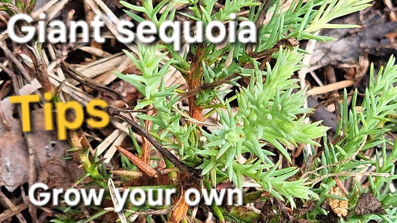 How To Grow A Giant Sequoia, biggest tree in the world