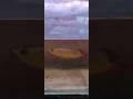 arawana fish tremendous activeness #fish #hobbyist 🐬