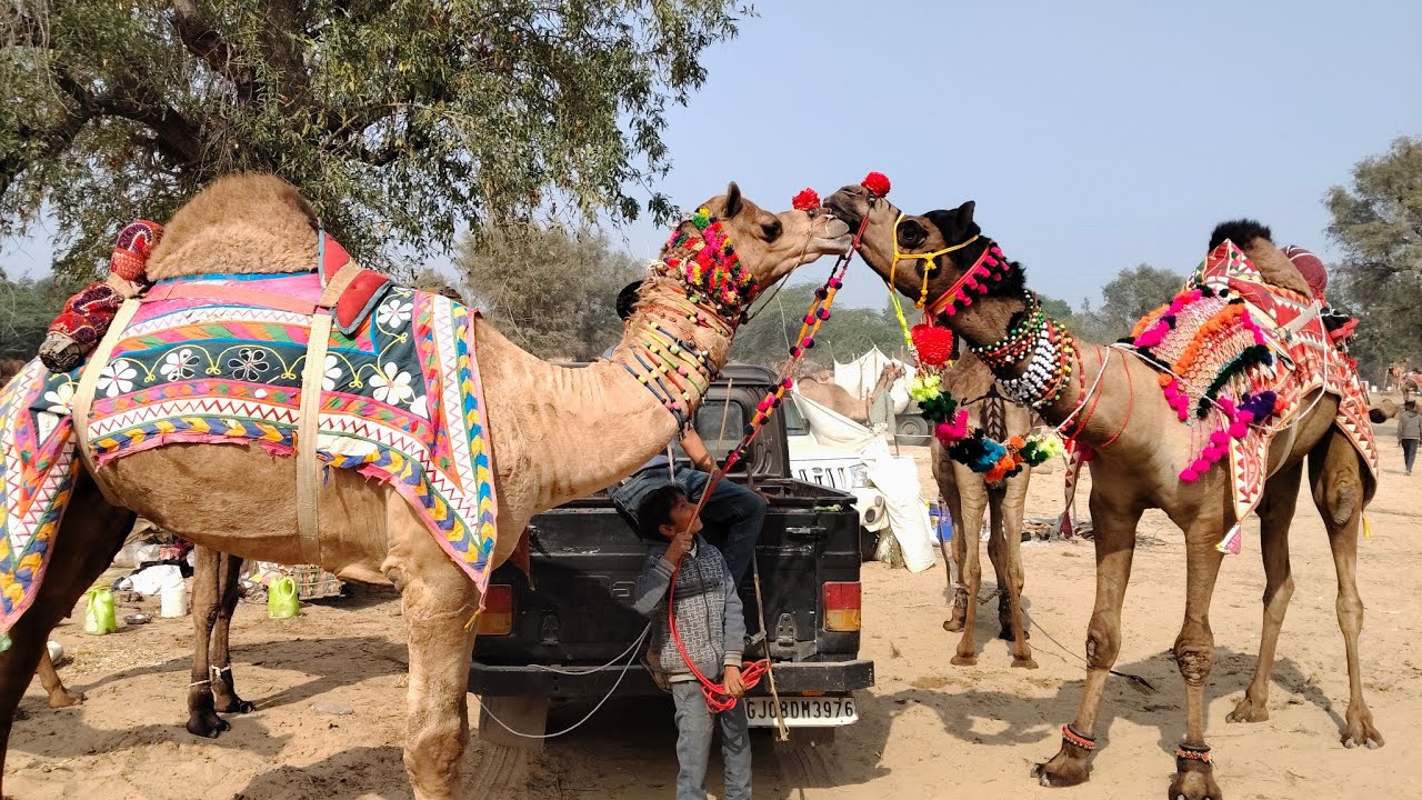 Rajasthan animals fair ऊंटो की दौड़ 🐫 