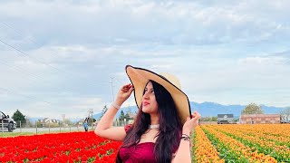 Skagit valley! Tulip festival Seattle Washington