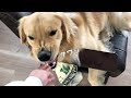 温厚なゴールデンを怒らせるとこうなる。ブラッシングの邪魔をした飼い主。