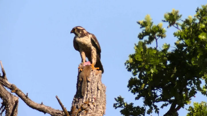 Prairie Falcon consuming squirrel, San Antonio Val...