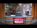 Talking Tom And Ben News Fight Free To Use 