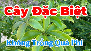 Cây Đặc Biệt, Không Trồng Quá Phí | CTVC