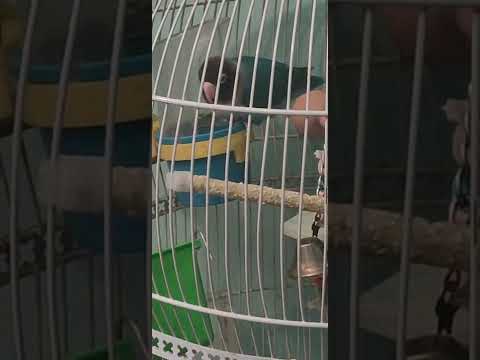 my blue masked parrot 🐦 eating