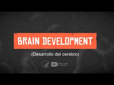 Video: Sobre Las Peculiaridades Del Desarrollo Del Cerebro Desde La Concepción Hasta La Adolescencia
