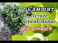 Черенкование самшита летом. Все легко и просто