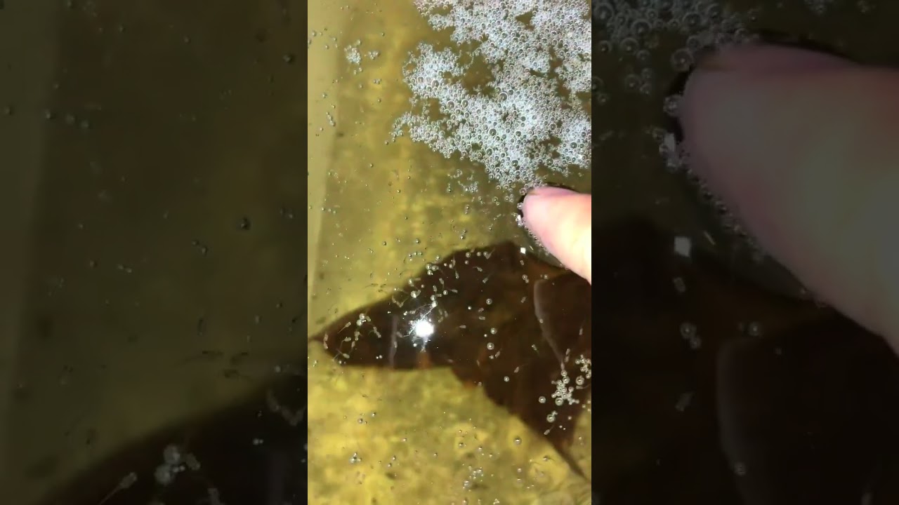 Chinese betta fish heart snake blood aquarium,Snake Chinese Betta