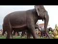 Elephant family
