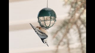 How To Keep House Sparrows Off Your Feeders