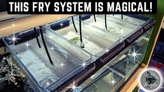 MASTER BREEDER DEAN'S FRY SYSTEM + A NEW RACK IN THE FISH ROOM!