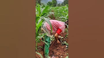 Cách Trung Quốc Trong cây bắp Sen kẻ trồng khoai lang Không để đất trống