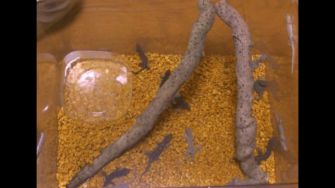 ヤモリ　飼育環境作り