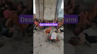 Desi Chicken Farm | #desi #chicken #chickenfarming  #ytshorts #viral #shortvideo #reels #chicken