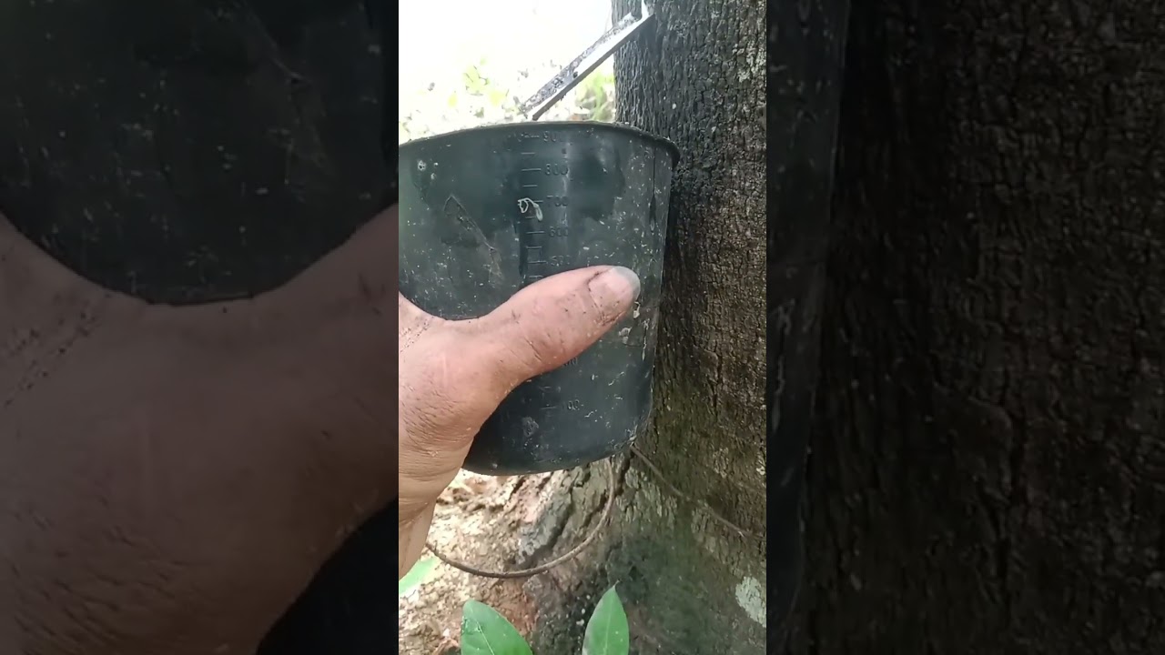 Agar produktif getah pada pohon karet awet jangkamasa panjang,tetaplah menoreh secara natural.