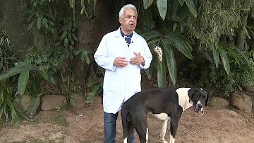 O que fazer quando o cachorro tem crise de epilepsia?