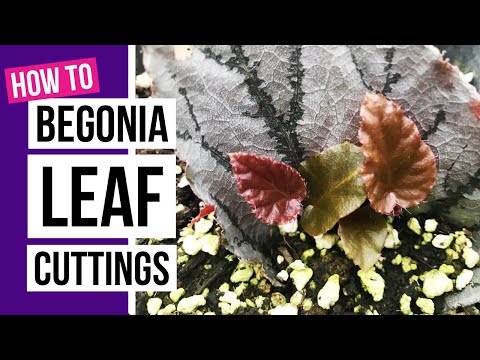How to propagate Begonias from leaf cuttings + Begonia care tips