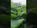 ১লা মে আসে নিঃশব্দ পায়ে,শ্রমিকের পাশে, সাধারনের চায়ে।এটা তো খেটে খাওয়া প্রাণের সম্মান।