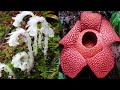 15 MOST Strange and Unusual Plant Species