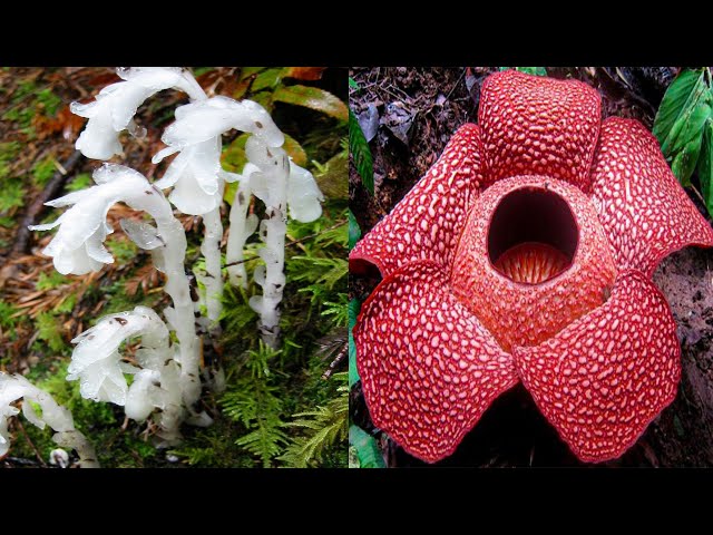 15 MOST Strange and Unusual Plant Species class=