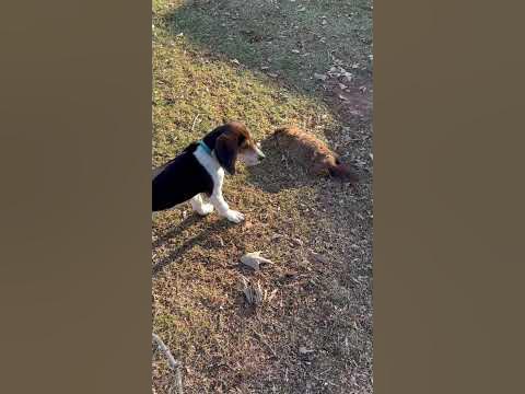 Ricky getting the ground hog!!! #groundhog-hunting - YouTube
