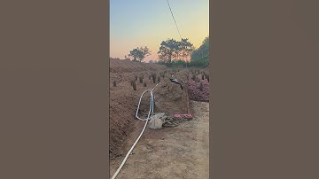 Cách lưu trữ khoai lang siêu độc của nông dân trung quốc