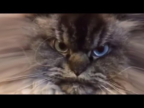 very-very-angry-cats-|-funny-&-cute-cat-compilation