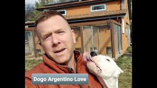 Puppy Training  Dogo Argentino Love