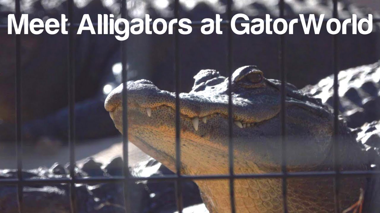 Are there alligators in pensacola?