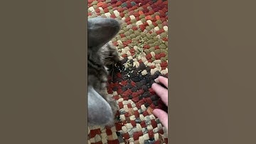 Bear Likes Cat Nip #shorts #animals #catlover #pets