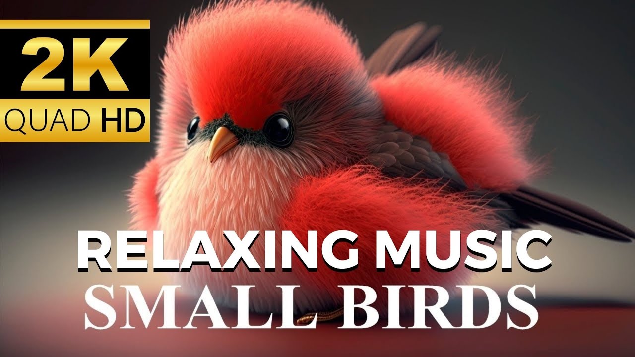Beautiful Birds Singing 🎶 Names, Sounds & Relaxing Background Music