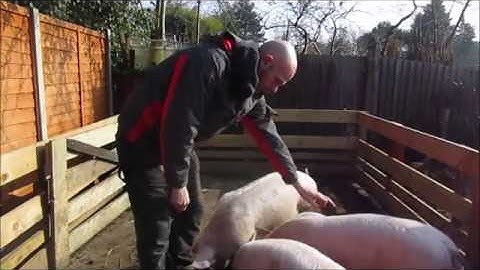 How to weigh a pig without scales