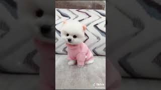 Download Anjing Kecil Yang Lucu Video MP3 Anjing Kecil Yang Lucu