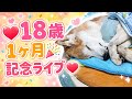 【記念ライブ】18歳最初のマンスリーバースデー (2026/05/25)