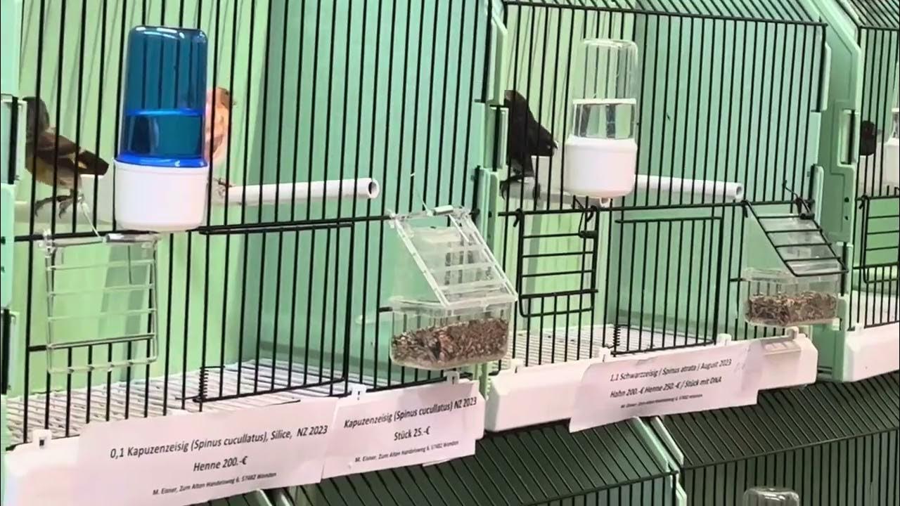  Foto zu Vogel Börse 🕊 Lingen März 2024 Bird Market 🇩🇪 Germany - YouTube 