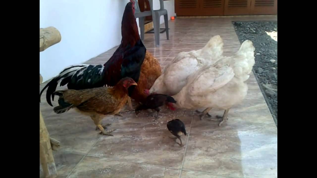 Ayam Petelur Ayam Pedaging Ayam Kampung Umur 7 Bulan YouTube