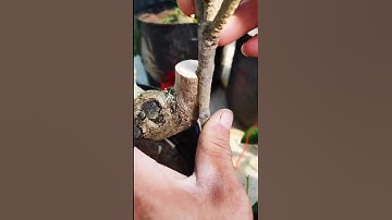 Phương pháp ghép áp lấy gốc cây này  mượn thân cây khác_cho tỉ lệ sống 100% và rút ngắn thời gian