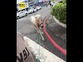 趁颱風溜出來玩耍 迷你馬被帶回警局拘留