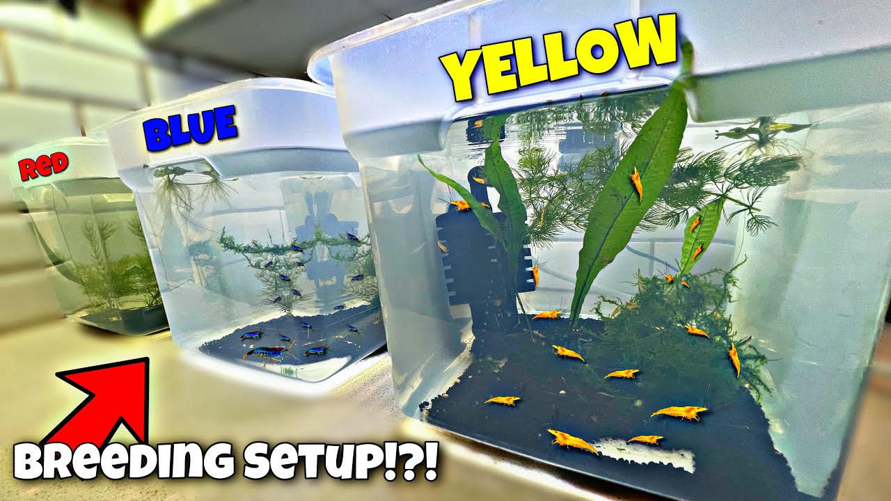 Breeding COLORFUL Shrimp!?!
