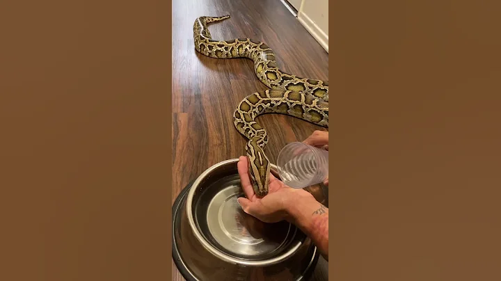 Have You Ever Seen A Snake Drink Water Like This? ❤️🐍 #burmesepython #snakevideo #pets