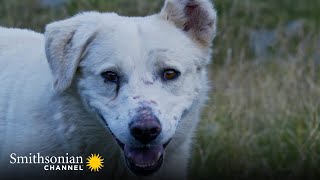 Highly Skilled Romanian Shepherd Dogs Fend Off Wolves   | Smithsonian Channel