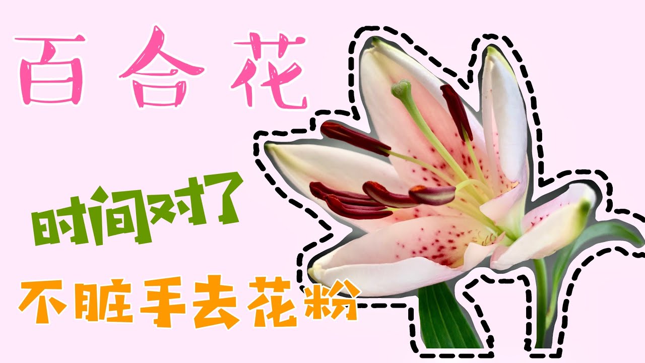 花艺知识 百合花 时间对了 不脏手去花粉 Youtube