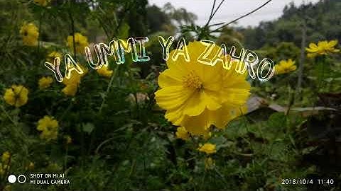 HADDAD ALWI - SULIS || CINTA RASUL 5 || YA UMMI YA ZAHRO