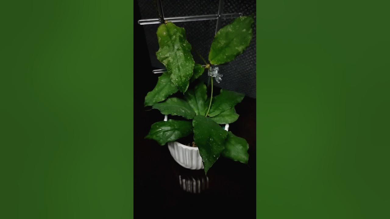 Хойя Ундулата 💚 - YouTube