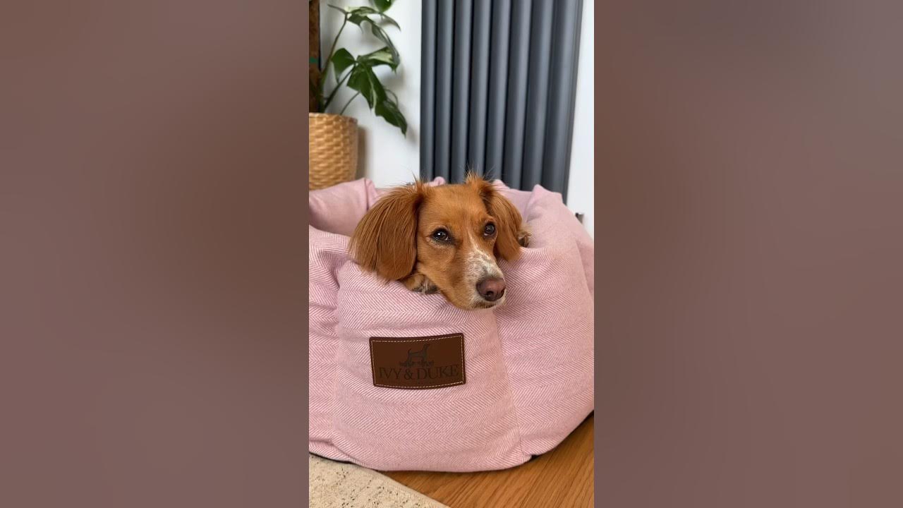 my-dog-tries-to-steal-treats-youtube