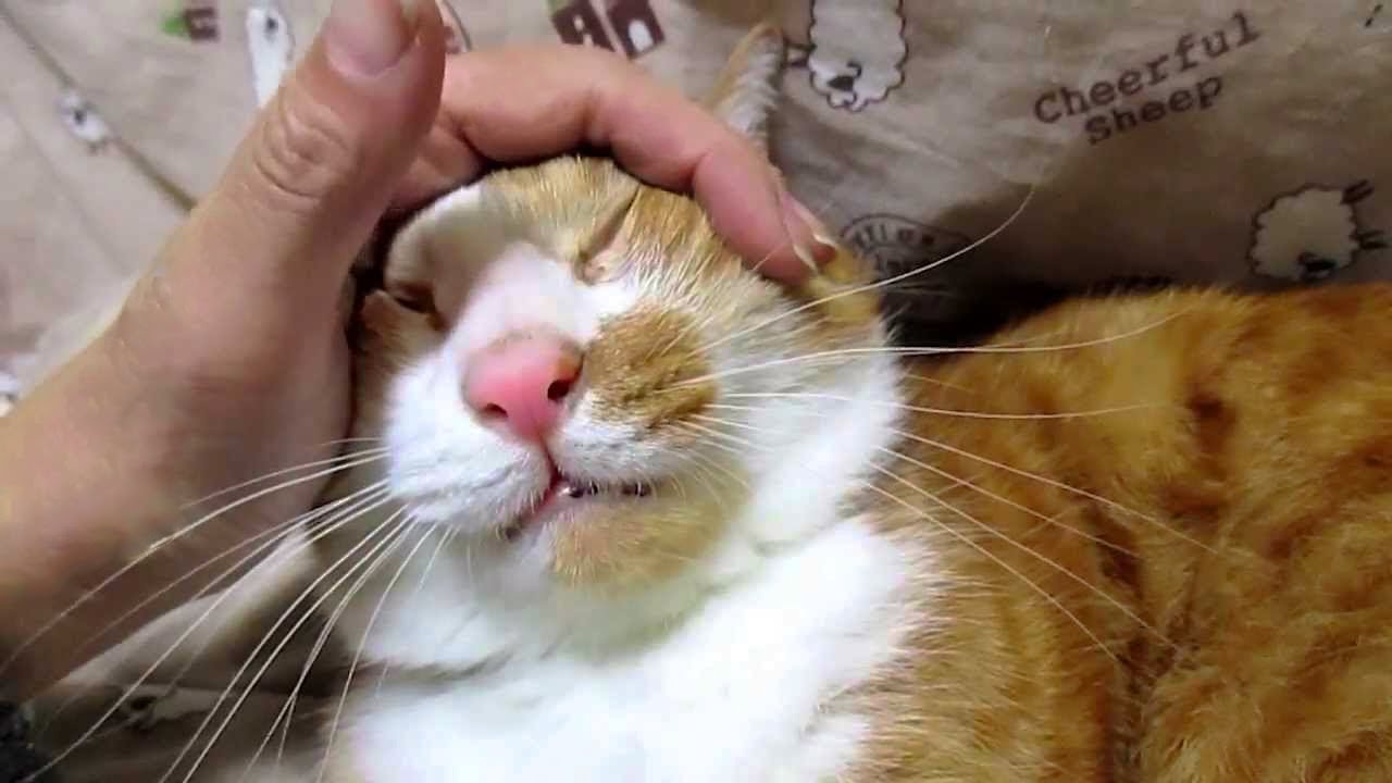 猫カフェ 横浜 茶トラ猫「マック」マッサージプレセント!?したら愉快な顔(=^・^=) Tabby Cat Mac to massage. Funny Cat Face.