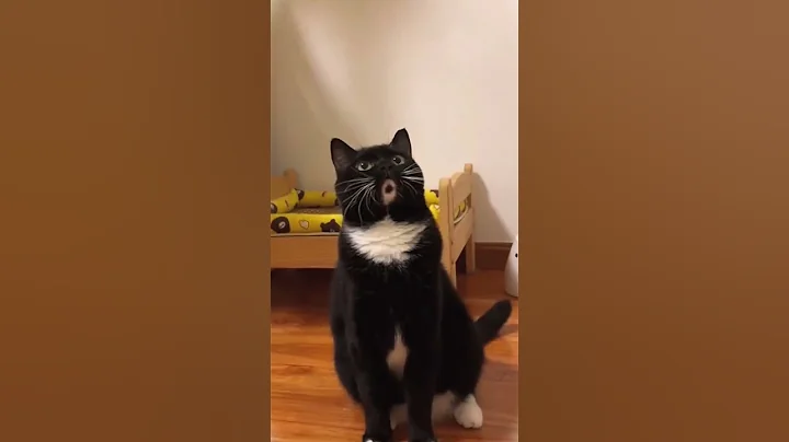 Watch the video about Cats with unique faces.#cats #cutecats #foryou #funnyvideos #usa #cute #funnycat #funnypets #funny