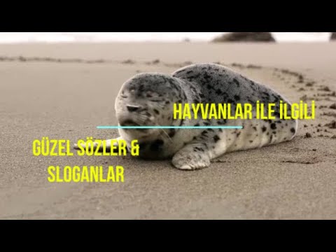 Video: Hayvanlar Ve İnsanlar Hakkında En İyi Alıntılar